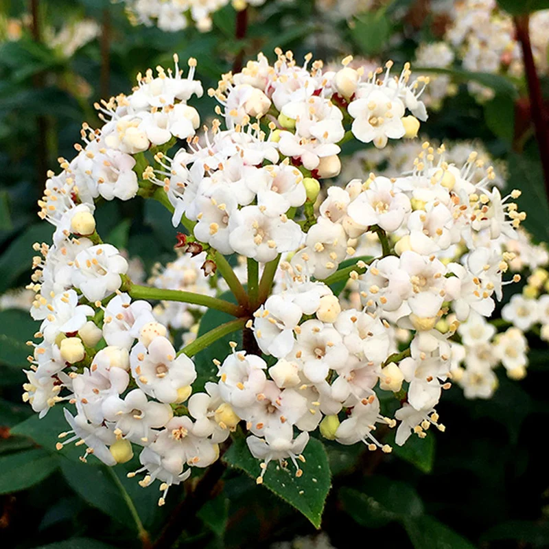 Lorbeer-Schneeball 'French White'