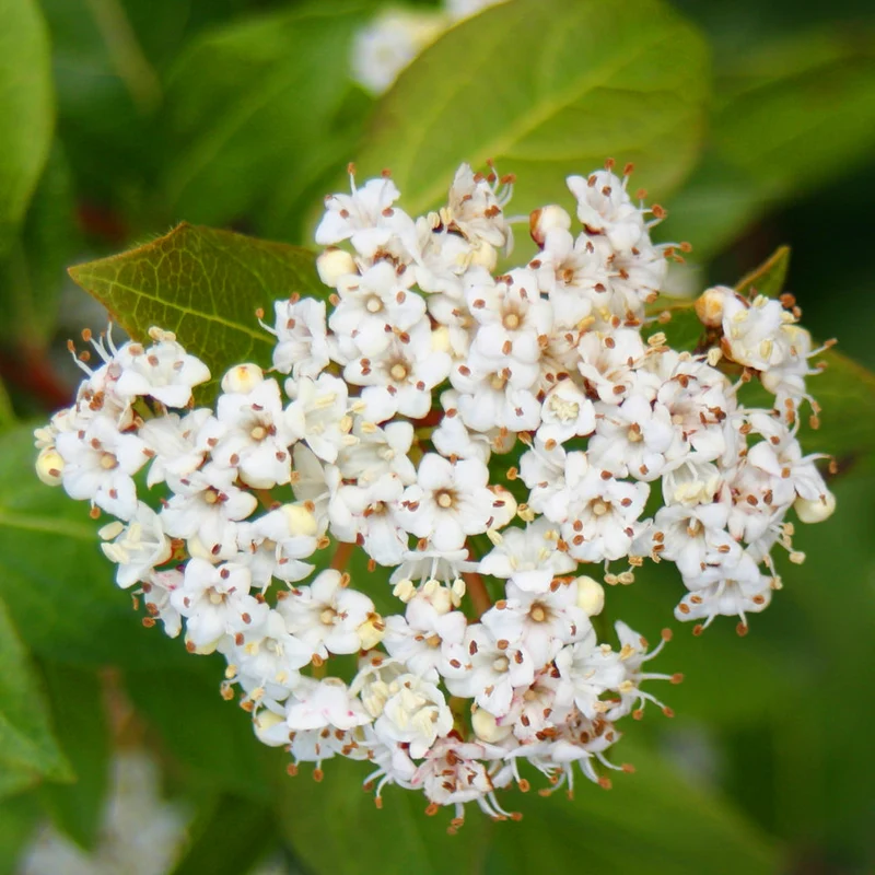 Lorbeer-Schneeball 'French White'