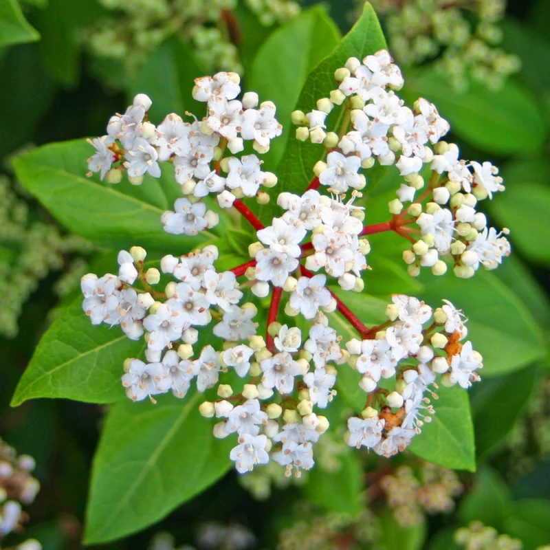 Lorbeer-Schneeball 'French White'