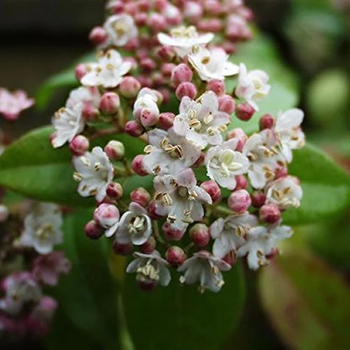 Viburnum 'Eve Price'