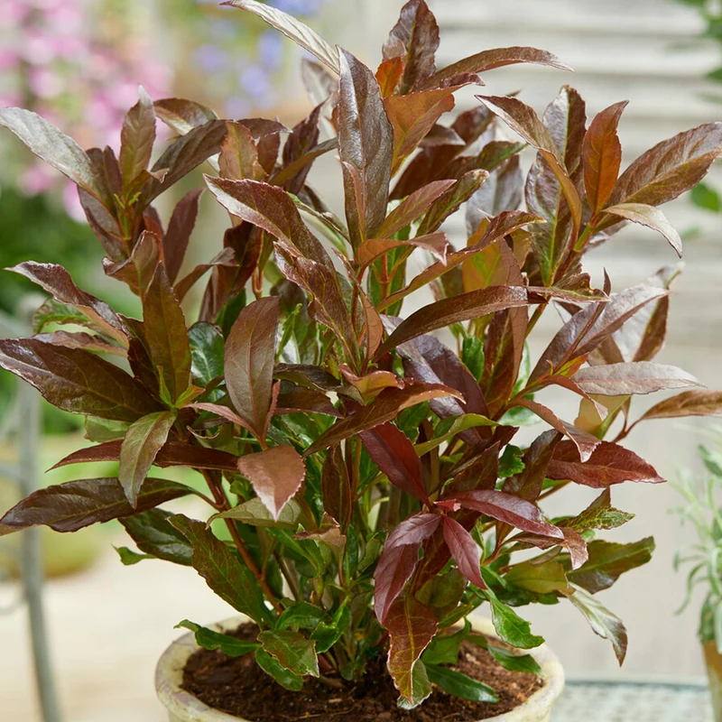Viburnum 'Coppertop'