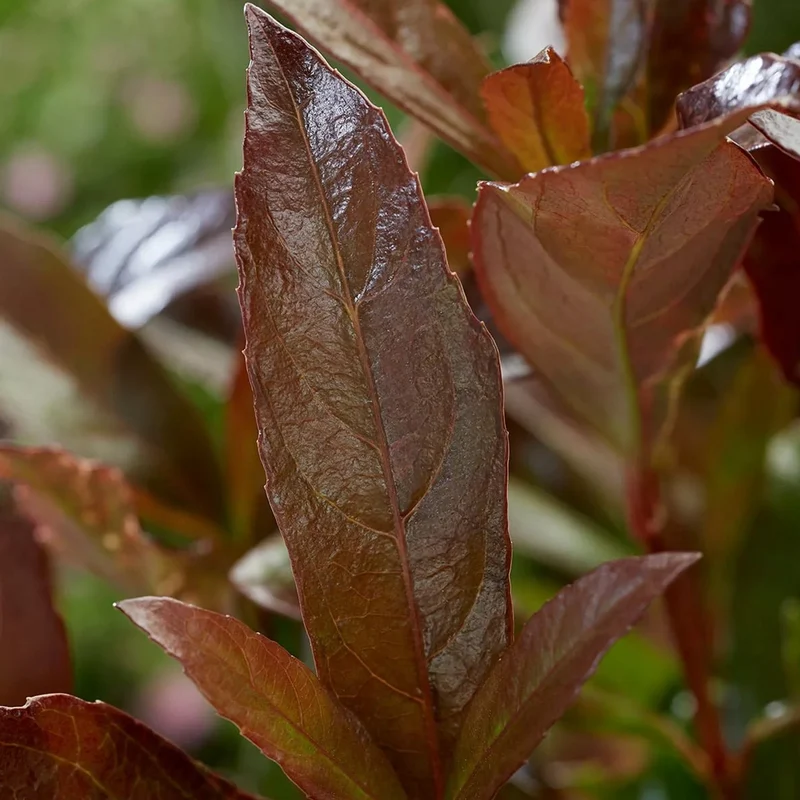Viburnum 'Coppertop'
