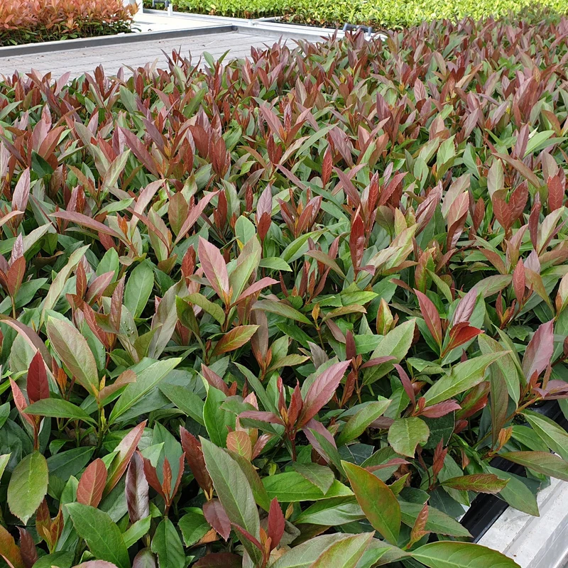 Viburnum 'Coppertop'