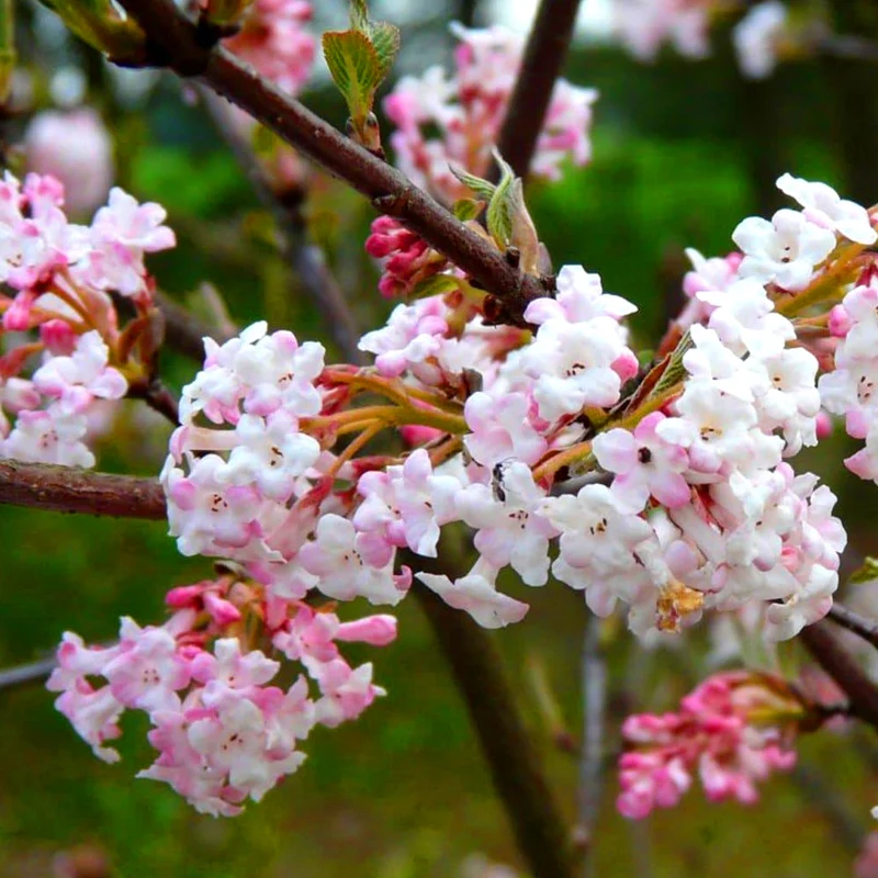 Viburnum 'Charles Lamont'