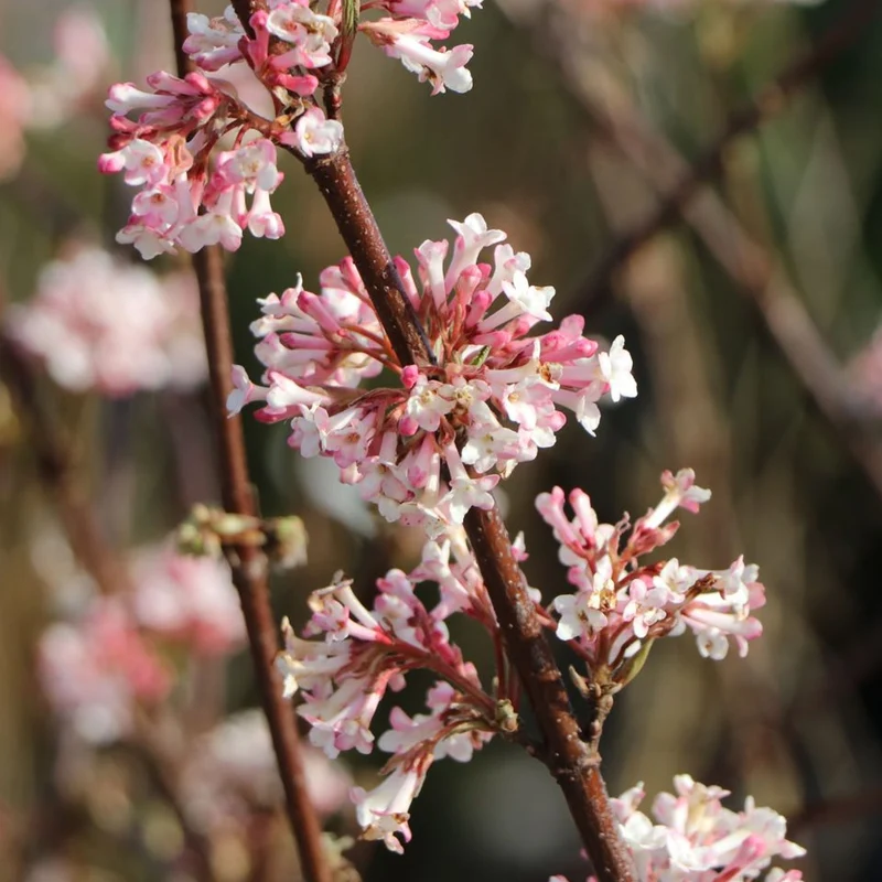Viburnum 'Charles Lamont'