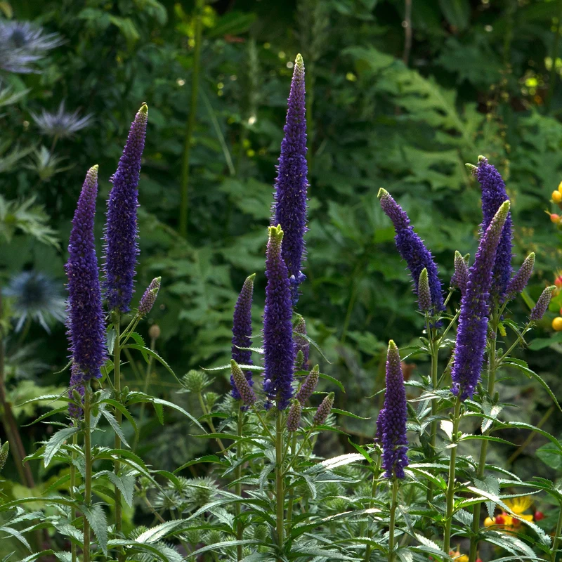 Veronica 'First Glory'