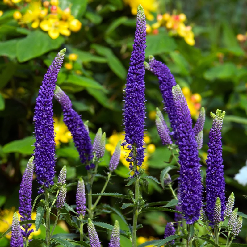 Veronica 'First Glory'
