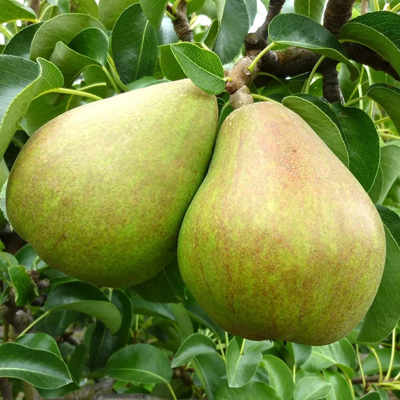 Birnbaum 'Doyenné du Comice' Terrassenbaum