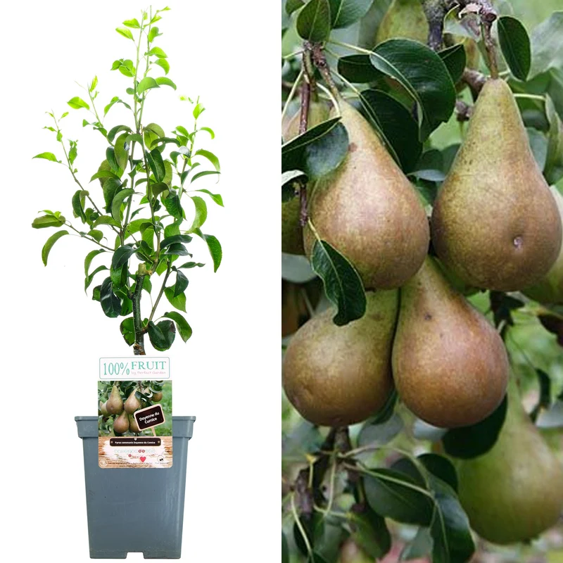 Birnbaum 'Doyenné du Comice' Terrassenbaum