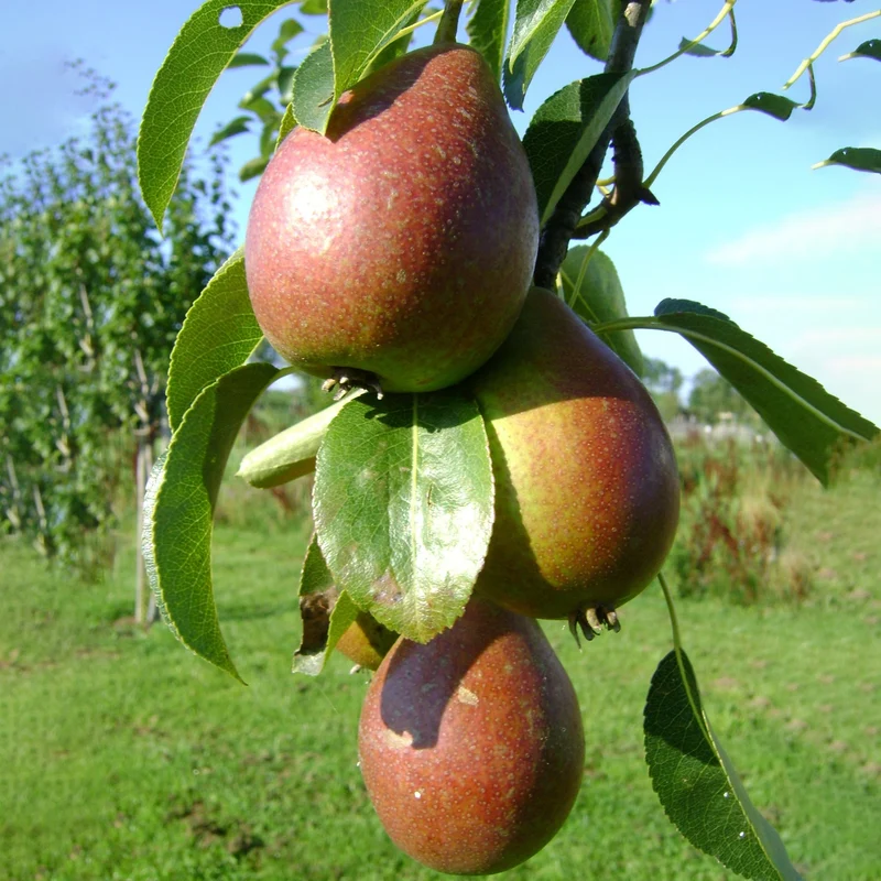 Birnbaum 'Doyenné du Comice' Terrassenbaum