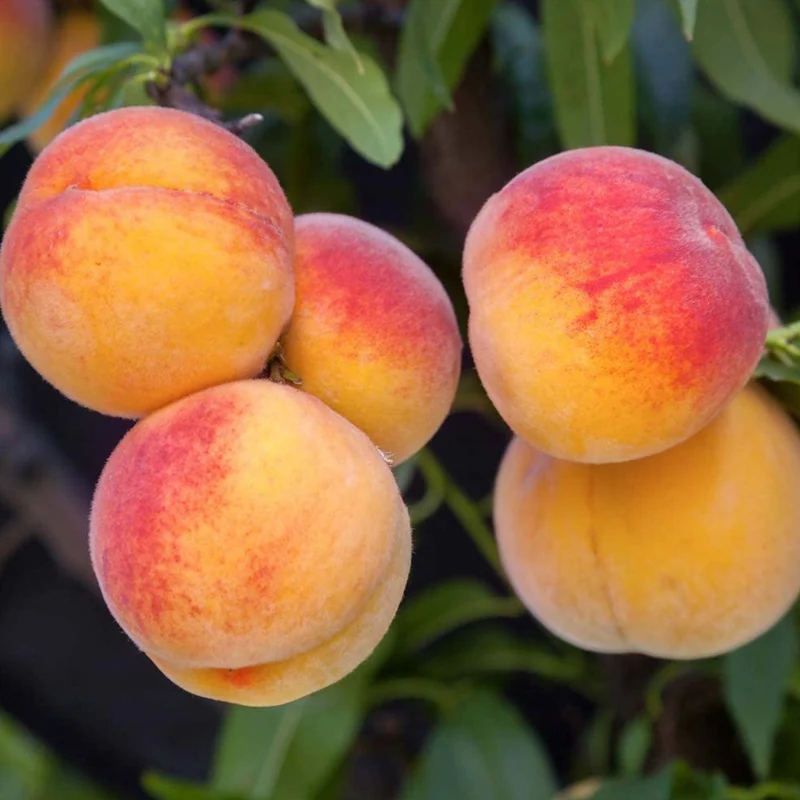 Pfirsich 'Suncrest' Terrassenbaum