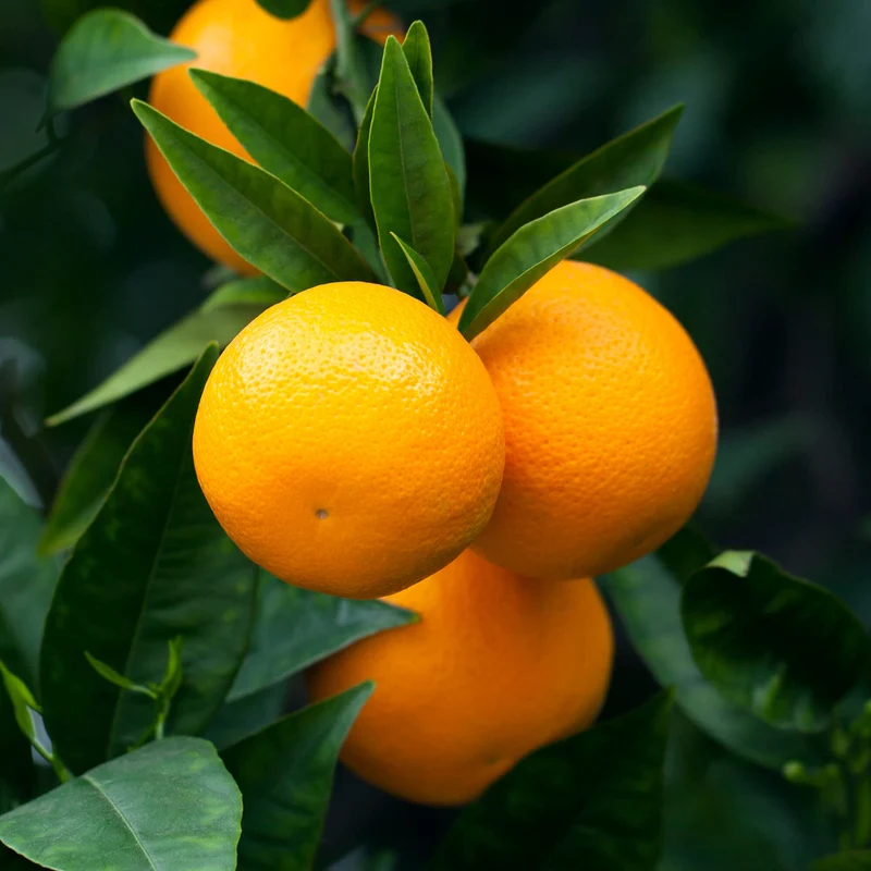 Orangenbaum