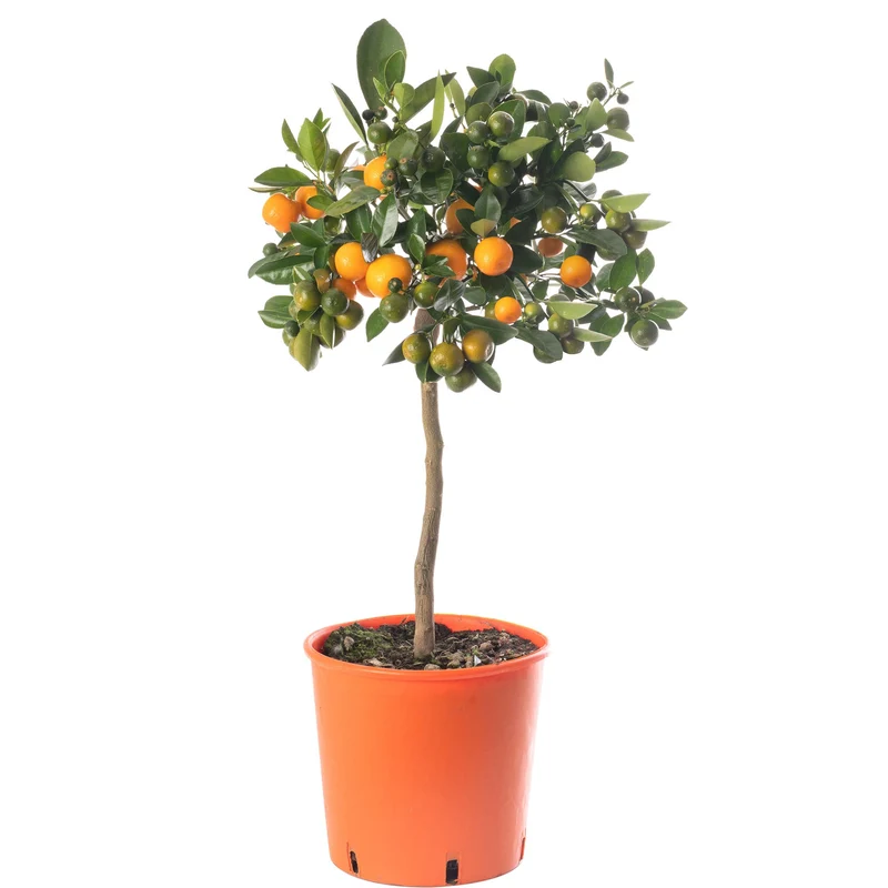 Orangenbaum