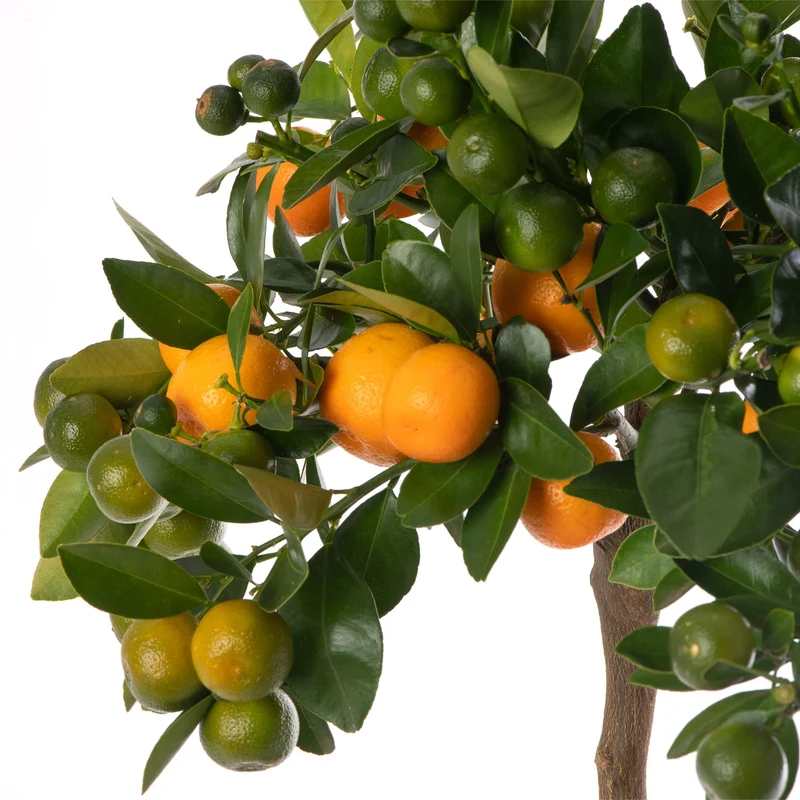 Orangenbaum