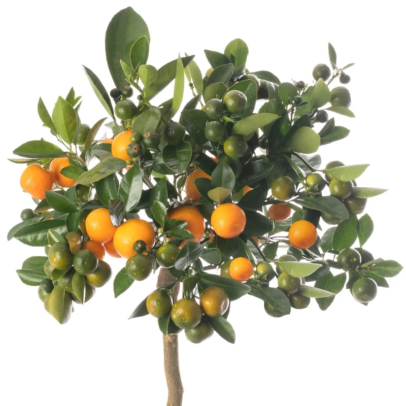 Orangenbaum