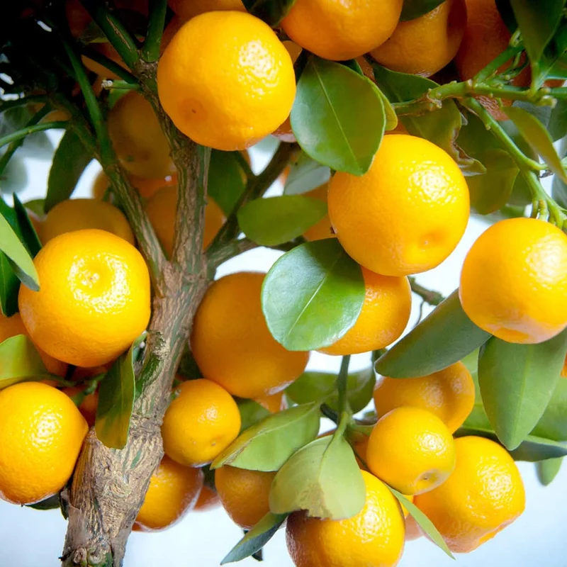 Orangenbaum