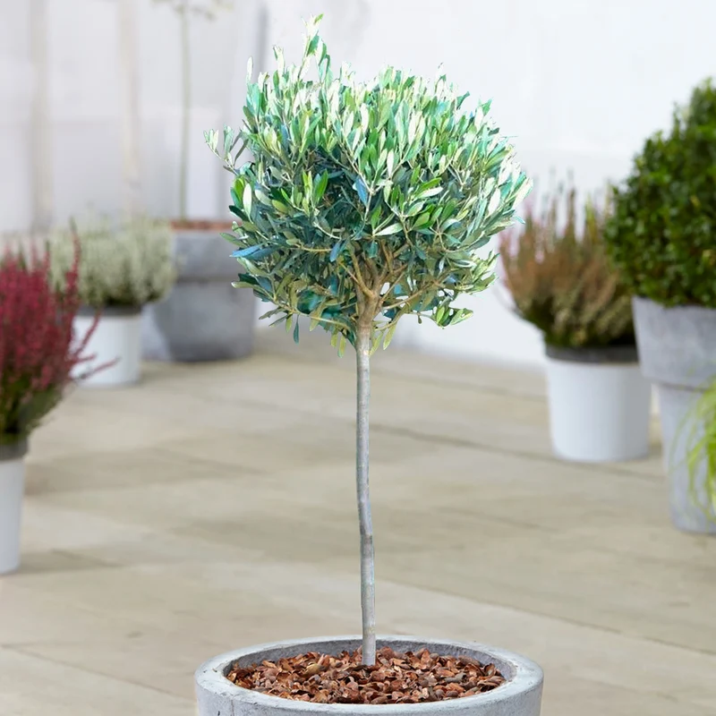 Olea europaea Terrassenbaum