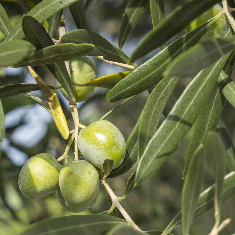 Olea europaea Terrassenbaum
