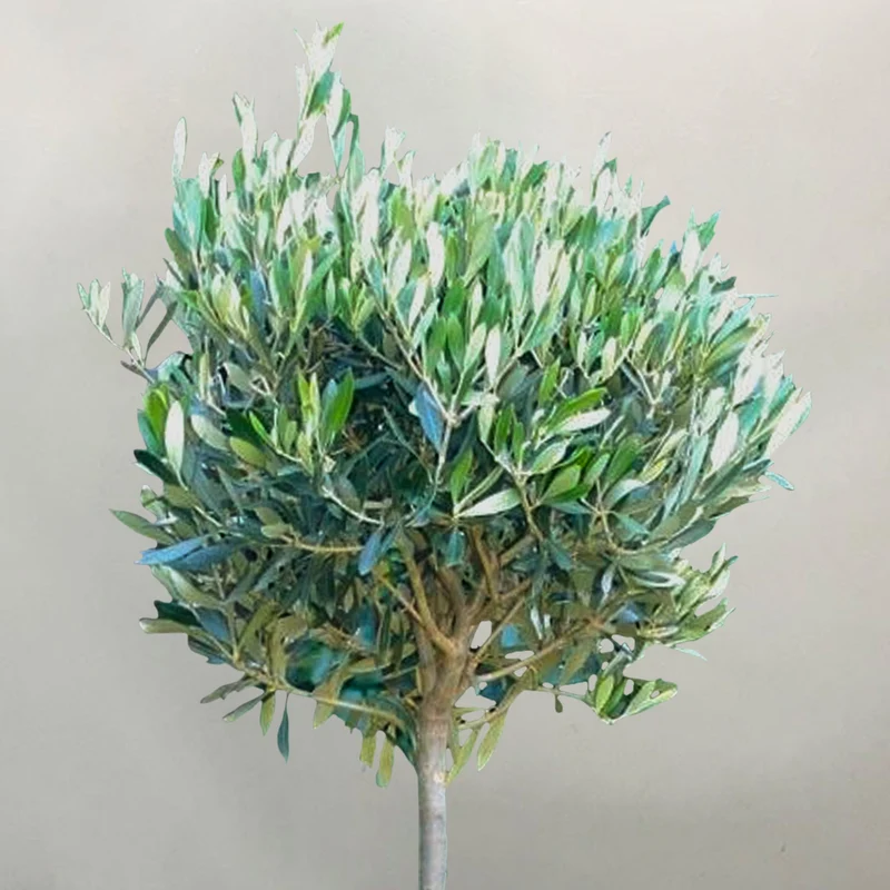 Olea europaea Terrassenbaum