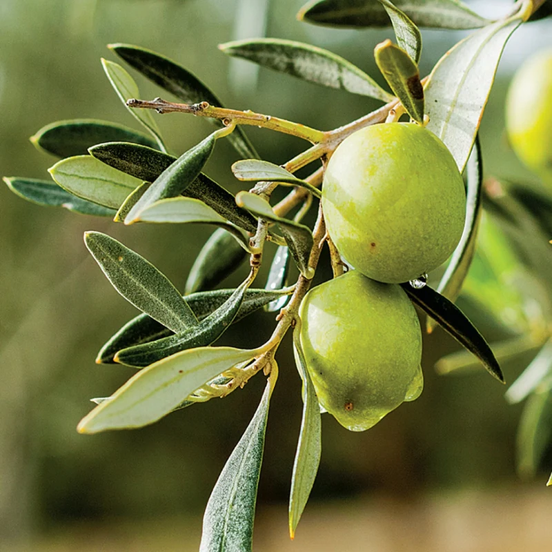 Olea europaea Terrassenbaum