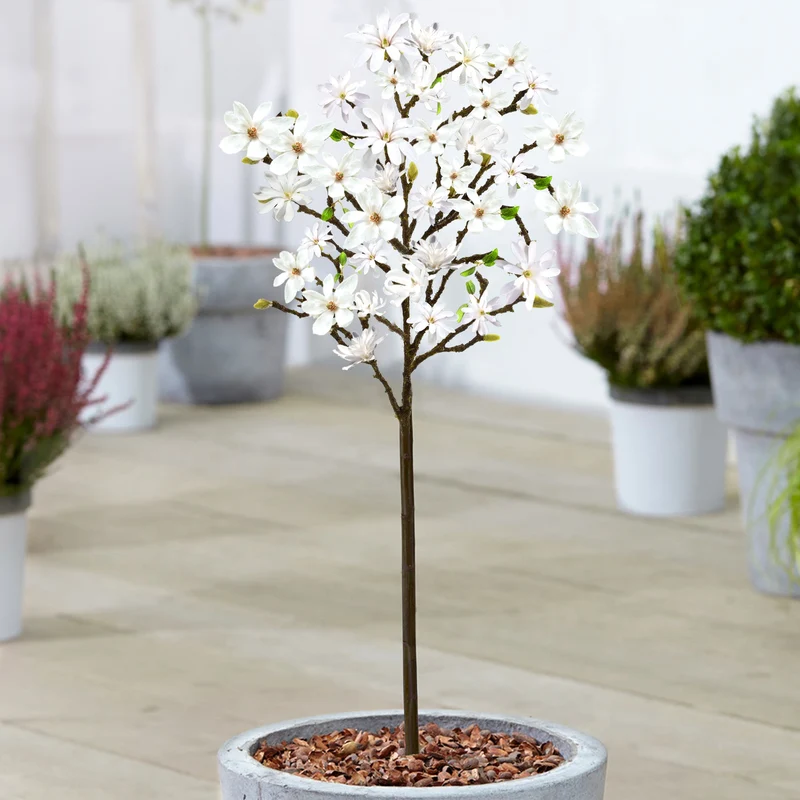 Magnolia stellata Terrassenbaum