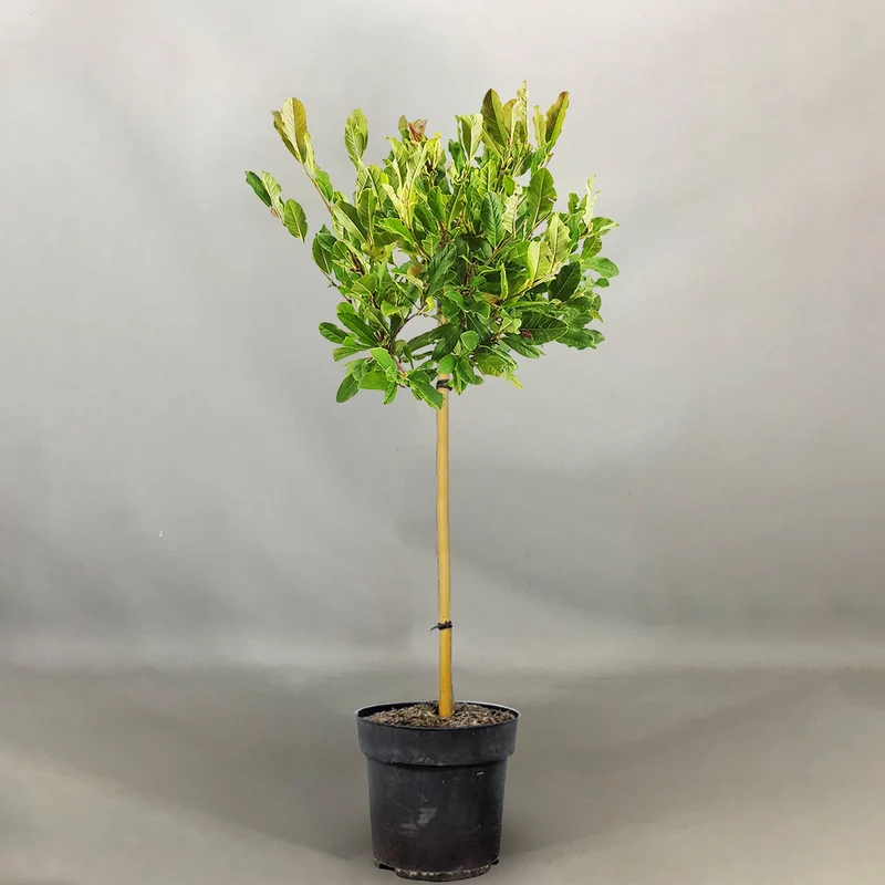Magnolia stellata Terrassenbaum