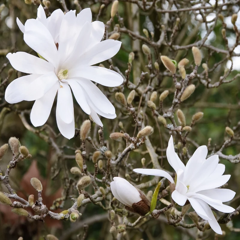 Magnolia stellata Terrassenbaum