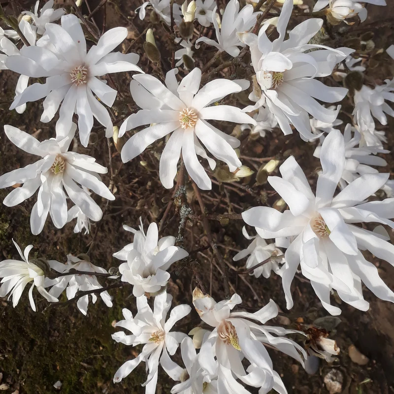 Magnolia stellata Terrassenbaum