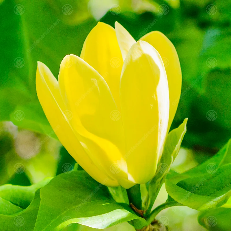 Magnolie 'Gelber Vogel'