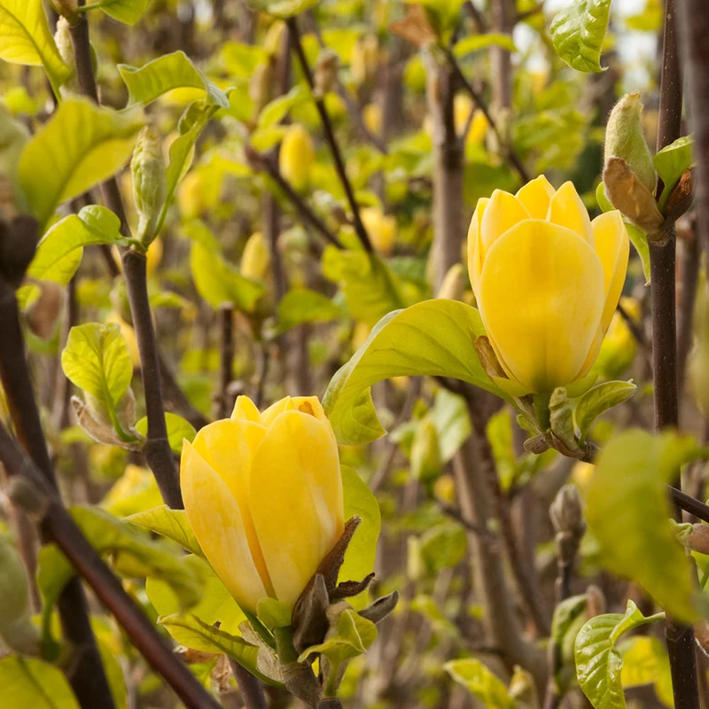 Magnolie 'Gelber Vogel'