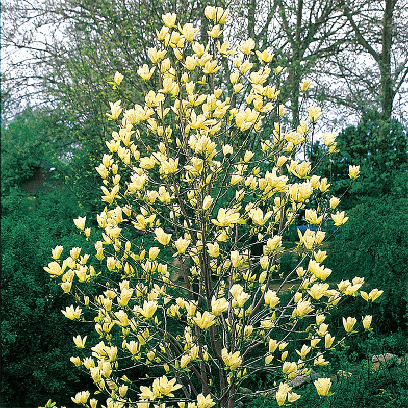 Magnolie 'Gelber Vogel'