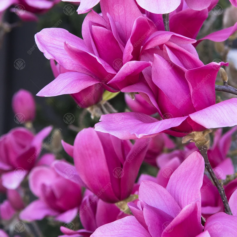 Magnolie 'Vulkan'