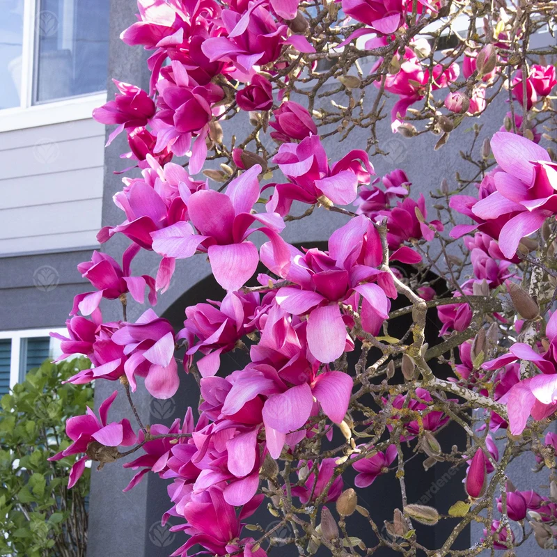 Magnolie 'Vulkan'