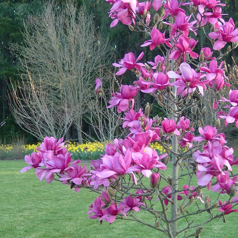 Magnolie 'Vulkan'