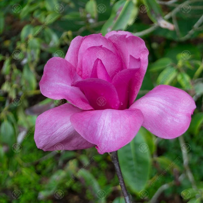 Magnolie 'Vulkan'