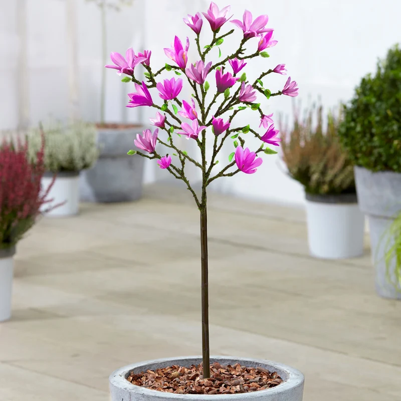 Magnolie 'Susan' Terrassenbaum