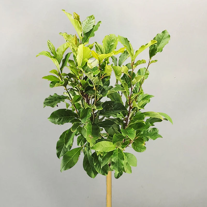 Magnolie 'Susan' Terrassenbaum