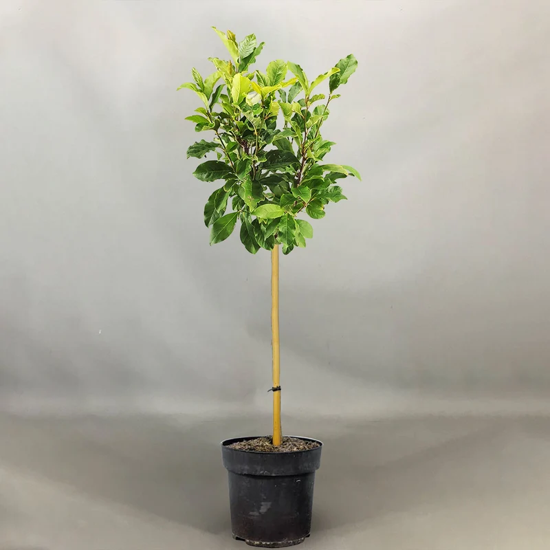 Magnolie 'Susan' Terrassenbaum