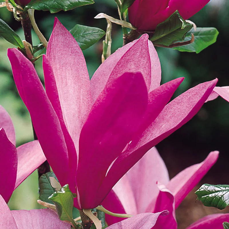 Magnolie 'Susan' Terrassenbaum