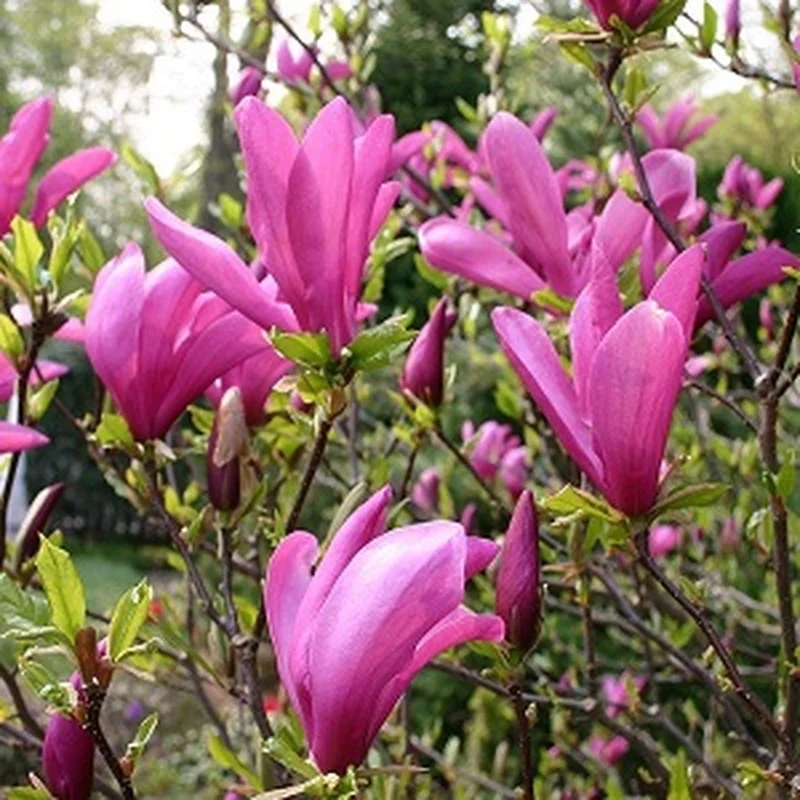 Magnolie 'Susan' Terrassenbaum