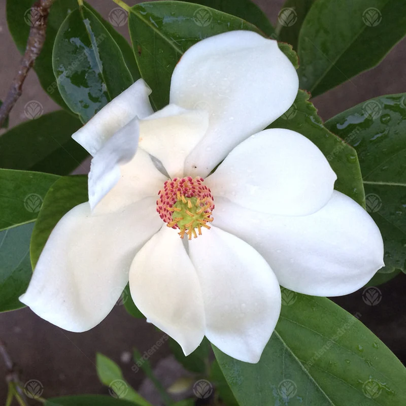 Magnolie 'Porzellantaube'