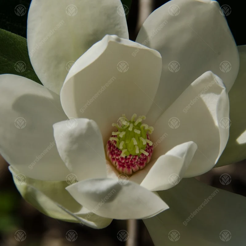 Magnolie 'Porzellantaube'