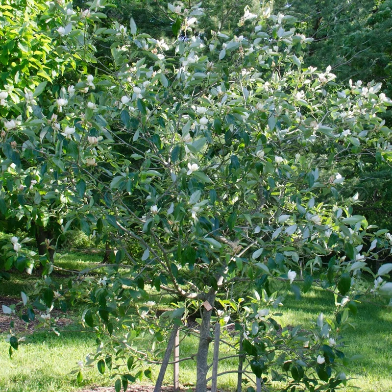 Magnolie 'Porzellantaube'