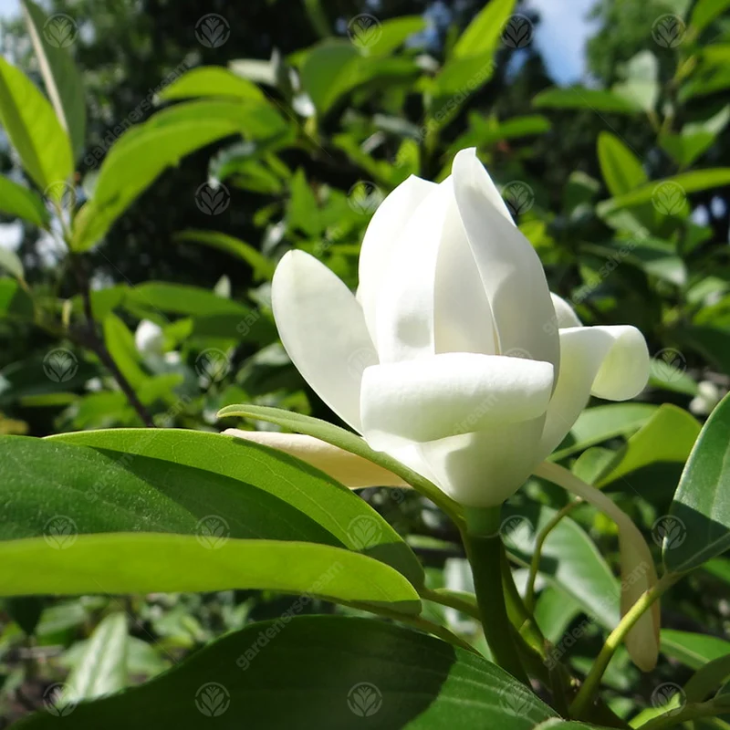 Magnolie 'Porzellantaube'