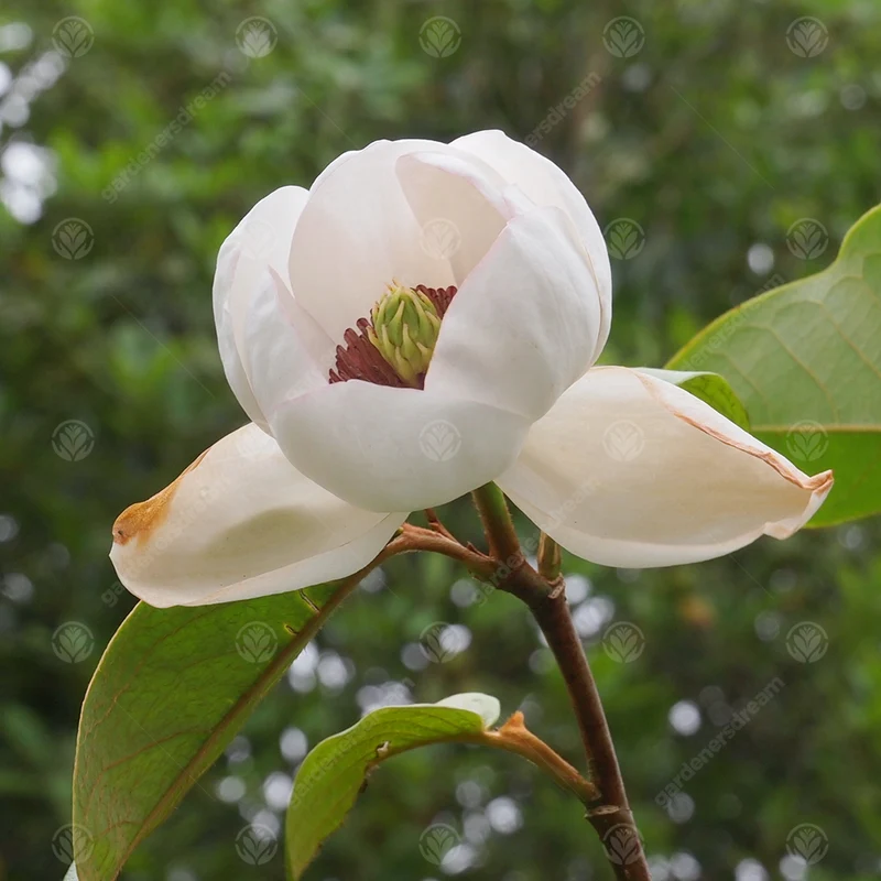 Magnolie 'Porzellantaube'