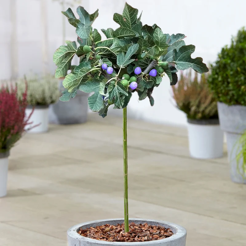 Ficus 'Brown Turkey' Terrassenbaum
