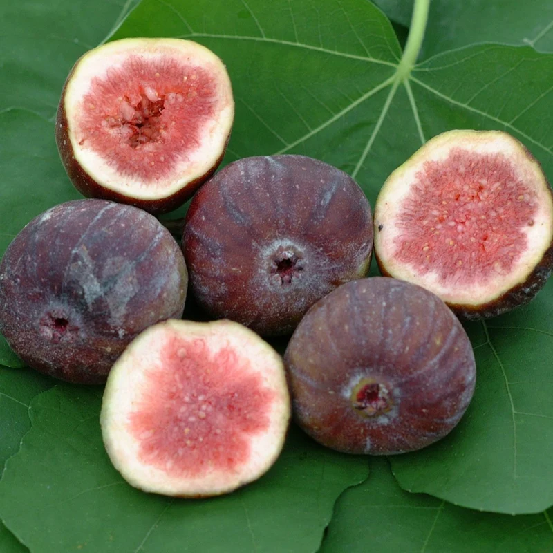 Ficus 'Brown Turkey' Terrassenbaum