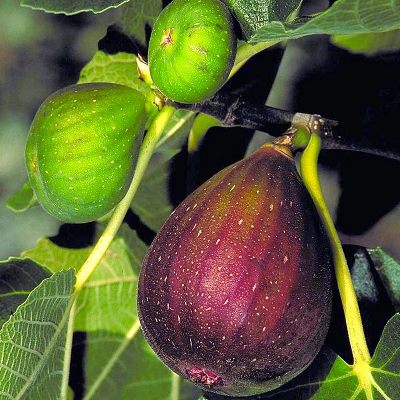 Ficus 'Brown Turkey' Terrassenbaum