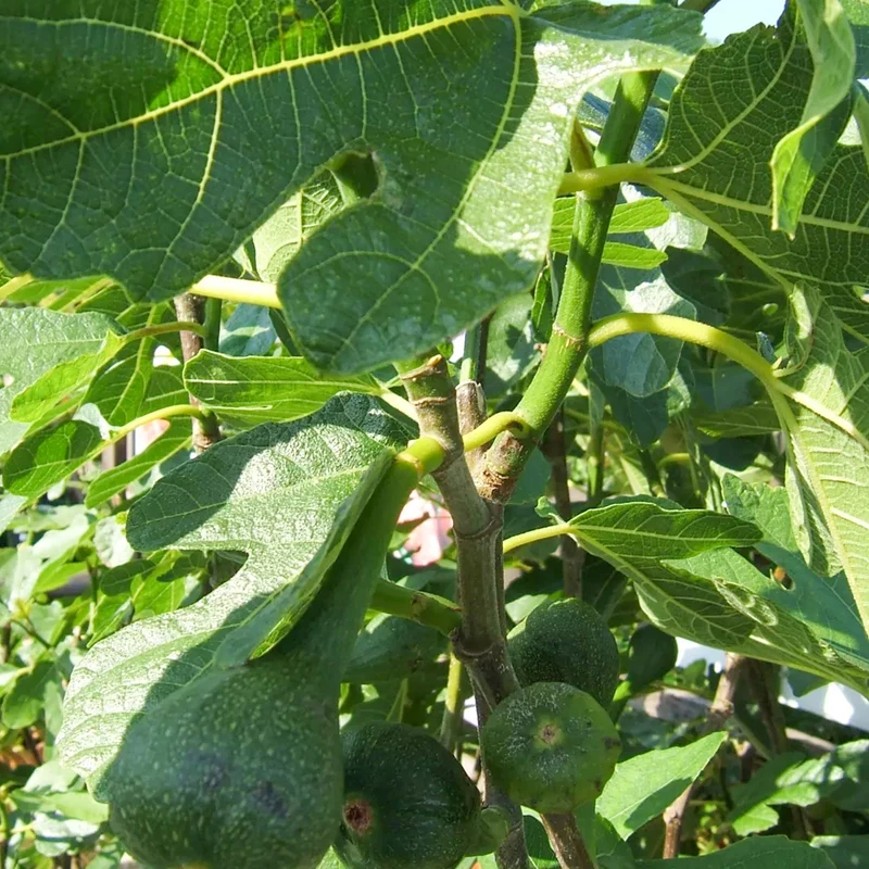 Ficus 'Brown Turkey' Terrassenbaum