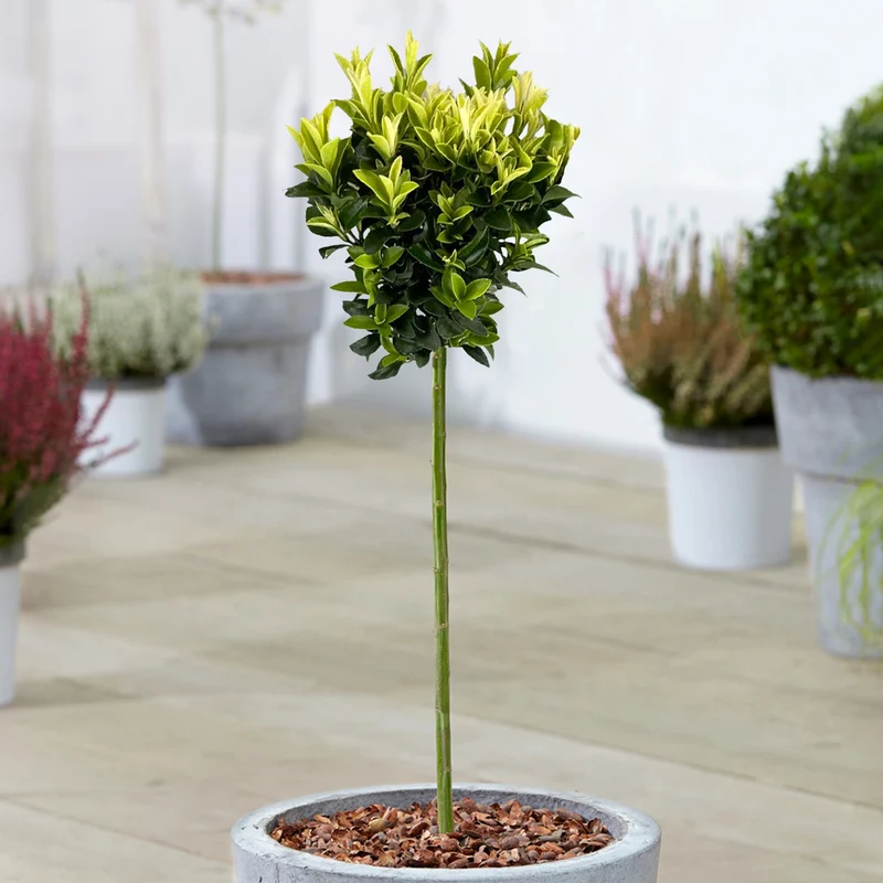 Euonymus 'Paloma Blanca' Terrassenbaum